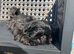 Female KC imperial Shih Tzu