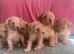 Beautiful maltipoo Puppies For Sale