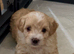 F1 Maltipoo Puppies Extensively DNA Lab Tested Parents