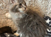 Maine Coon Girl Kittens