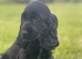 Show type  cocker spaniel