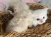 Pedigree Ragdoll 2 Boys Red Cream & Seal Point