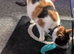 Loving female Calico cat