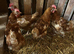 Ex commercial chickens