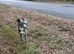 Gorgeous Skye available for adoption