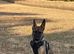 German shepherd 6 months old