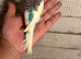 Budgies for sale