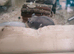 Female Russian hamster for sale with full set up