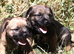 KC Registered Border Terrier Puppies