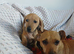 Dachshund X Jack Russell puppies