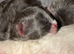 Mink ragdoll kittens born on the 10/07/26