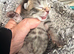 3 tabby kittens one girl 2 boys