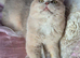 Gorgeous outstanding BSH boys