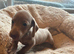 Miniature dachshunds for sale