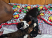 Tibetan terrier girl 11 weeks old