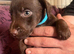 Patterdale Terrier puppies
