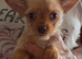 Chorkie boy pup