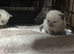 1 female left ragdolls