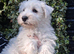 One beautiful westie boy