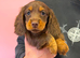 Kc long haired miniature dachshund