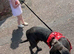 Cane corso cross presa canario