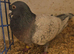 Lambretch cock bird