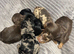 F1b toy cockapoo boy and girls