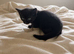 Sweet solid black female kitten – available to reserve