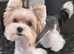 Mini biewer terrier puppies