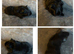 X8 baby boys guinea pigs