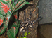 Adult Female P Metallica