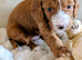 Adorable full DNA tested Cockerpoo puppies