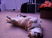 Welsh Pembrokeshire Corgi