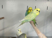 Various Stunning Normal & Rainbow Budgies