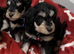 Well bred Schnoodle puppies