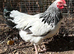Light Sussex Bantam cockerel