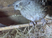 Various pairs of California quail