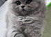BRITISH LONGHAIR - Full Pedigree/Registered