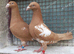 MULEMANS RARE COLOUR RACING PIGEONS