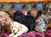 Gorgeous f1b Cavapoo puppys.health tested parents
