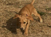 Fox red Labrador bitch