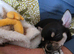 Tricoloured chihuahua puppy