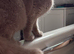 Beautiful male British shorthair