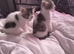 2 tabby and white females