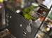 Extremely tame parley conure