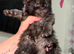 MAINE COON KITTENS/TICA REGISTERED