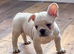 French Bulldog Puppies &ndash; Raised with Love, Bred with Care