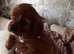 F1b cavapoo puppies
