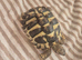 Hermanns Tortoise