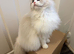 Female and kittens Bi colour European
